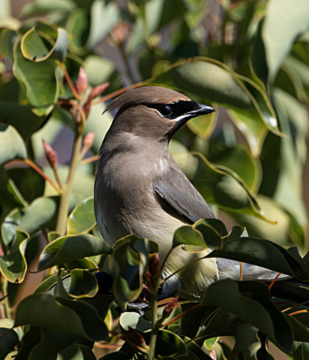 Cedar Waxwing - ML646470234