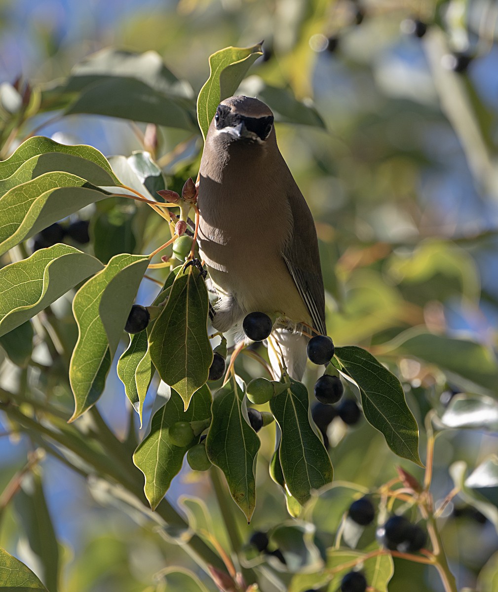 Cedar Waxwing - ML646470235