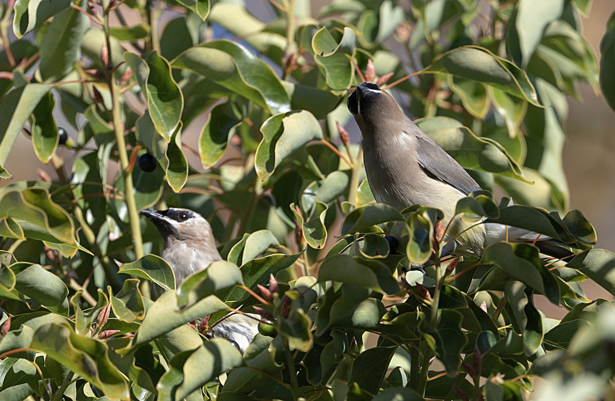 Cedar Waxwing - ML646470236