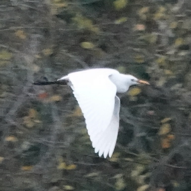 volavka rusohlavá - ML646470246