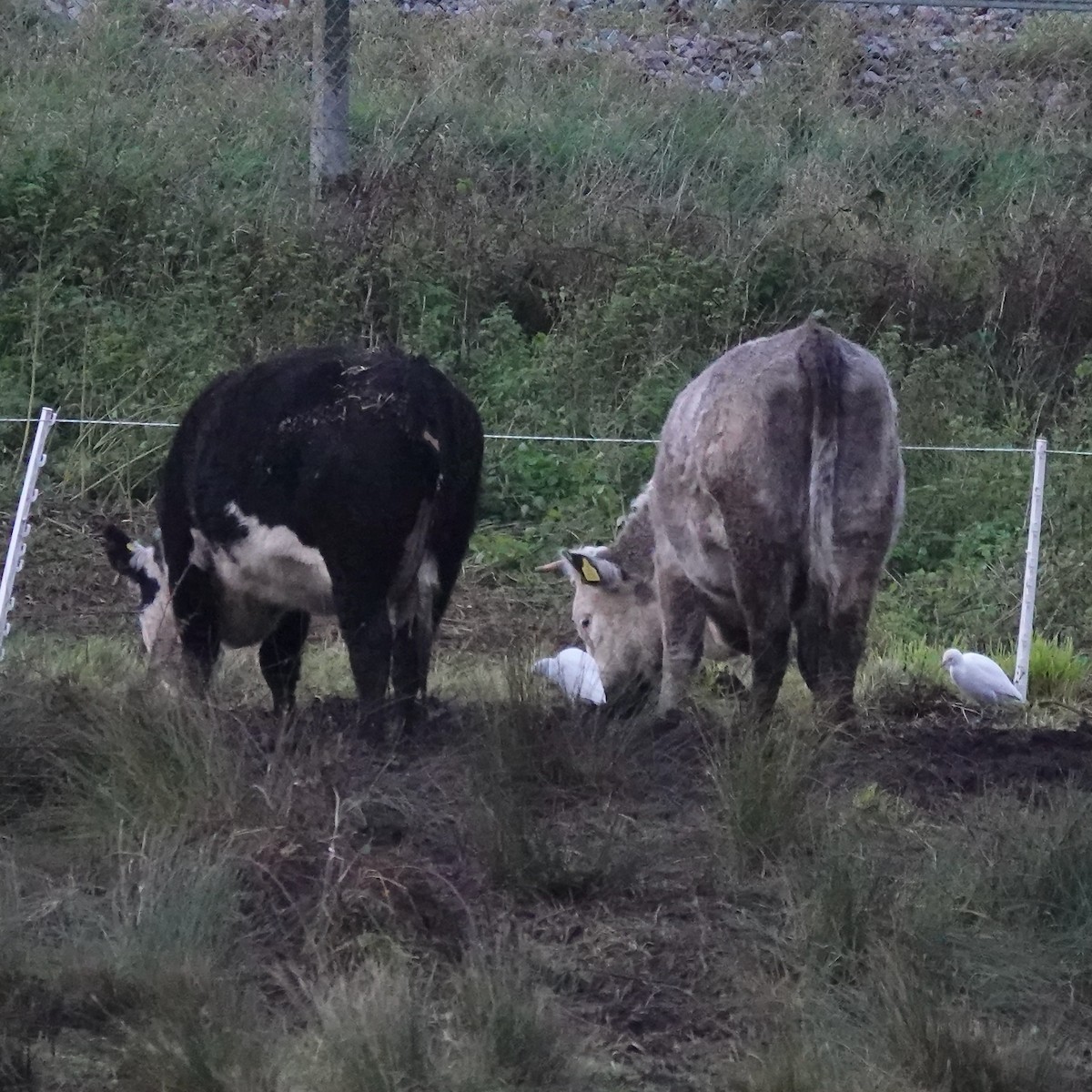 volavka rusohlavá - ML646470247