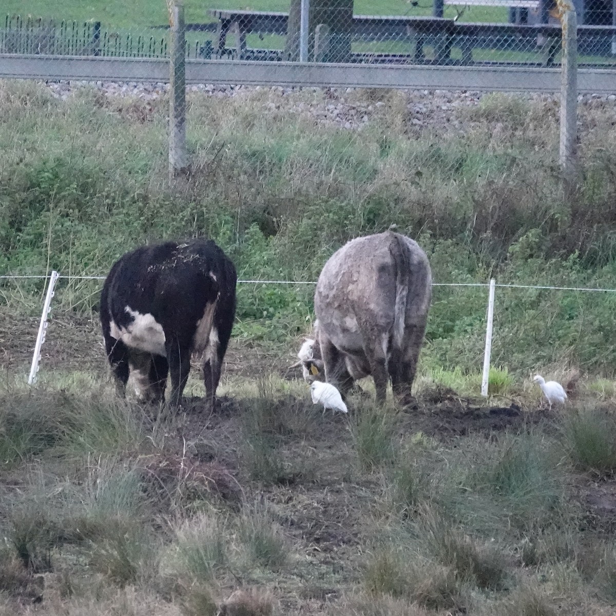 volavka rusohlavá - ML646470248