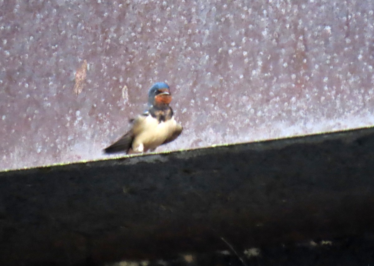 Barn Swallow - ML646470249