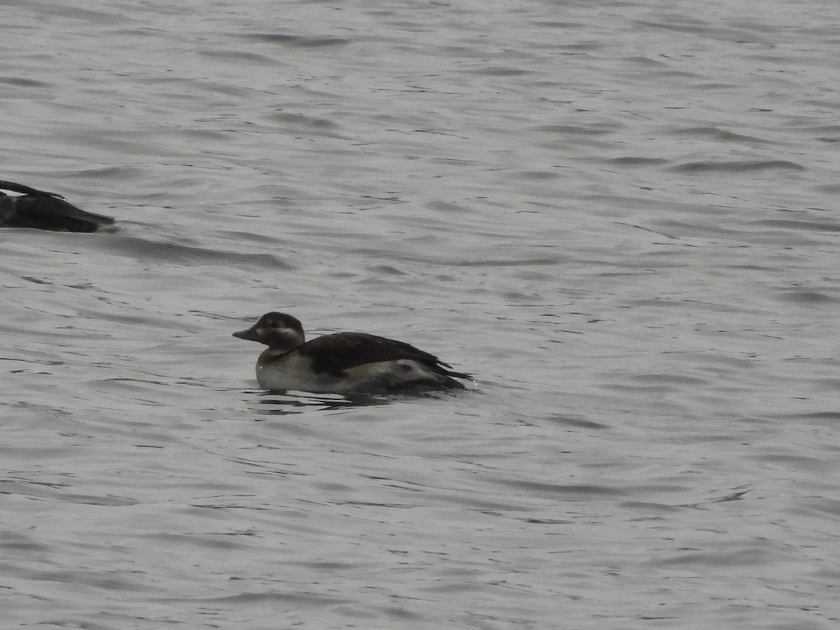 Long-tailed Duck - ML646470251