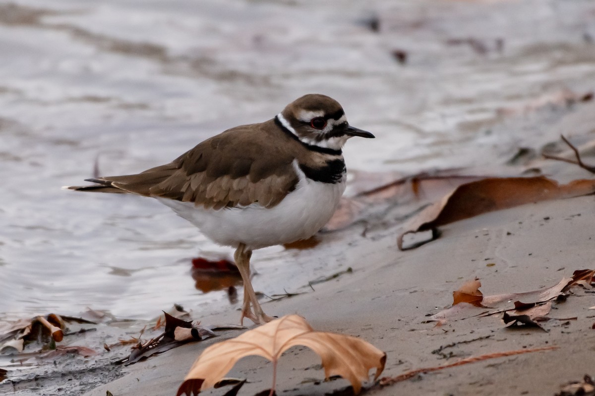 Killdeer - ML646470252