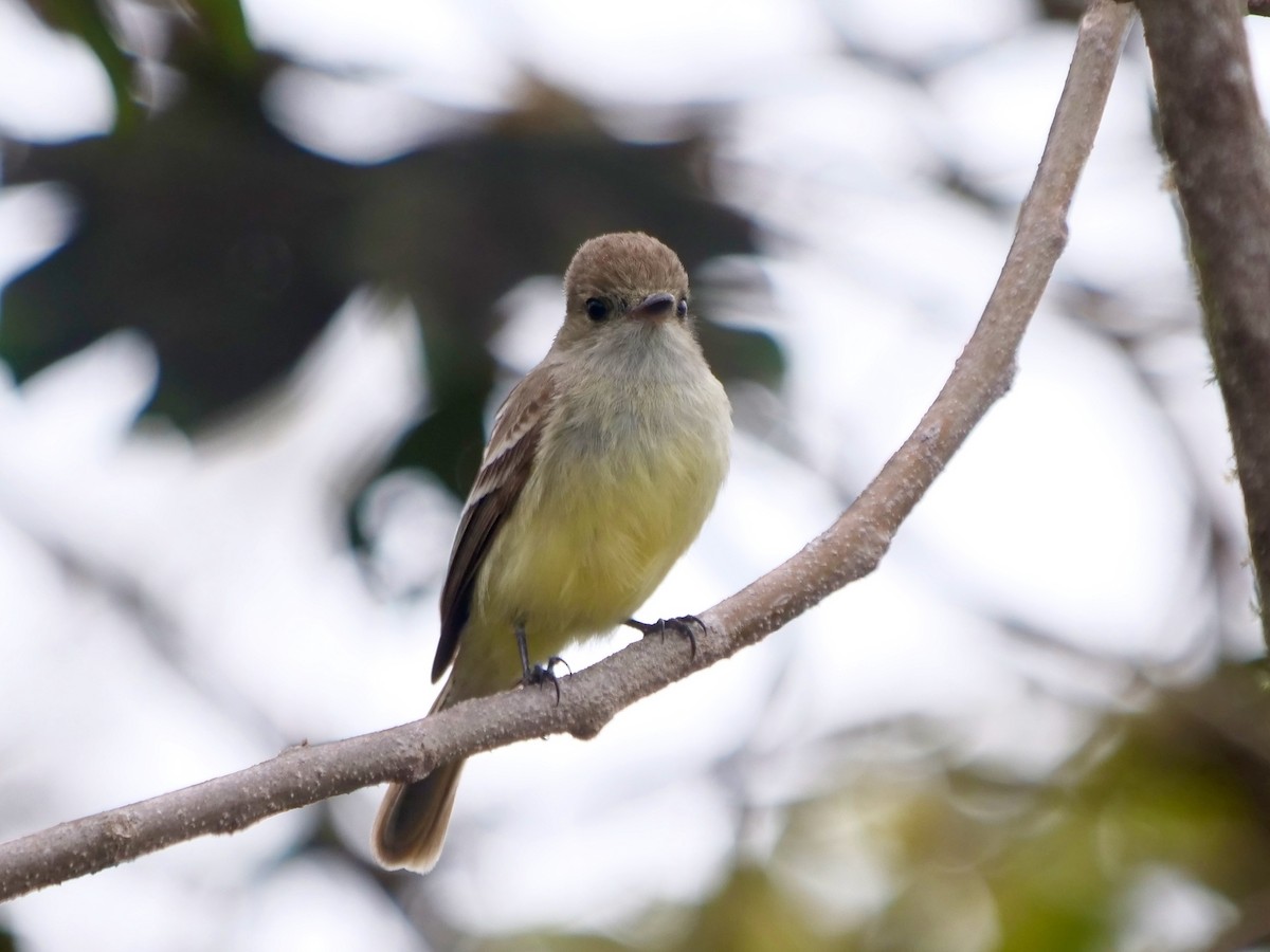 Galápagosschopftyrann - ML646470253