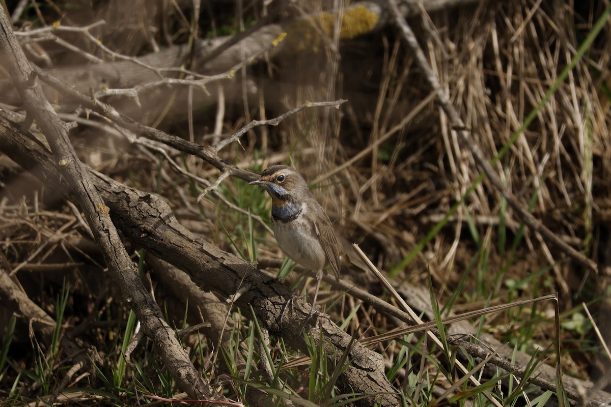 Blaukehlchen - ML646470257