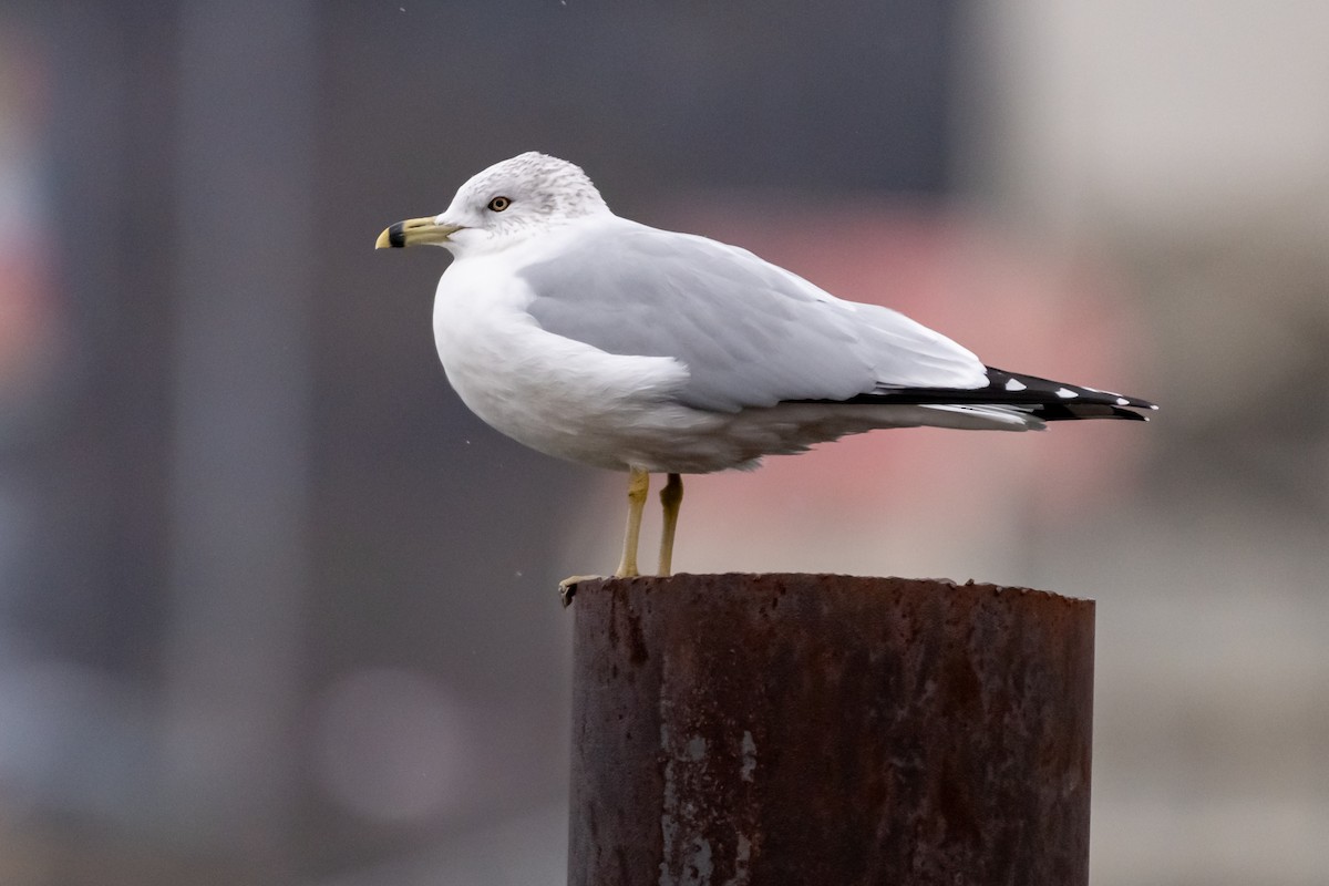 Ring-billed Gull - ML646470258