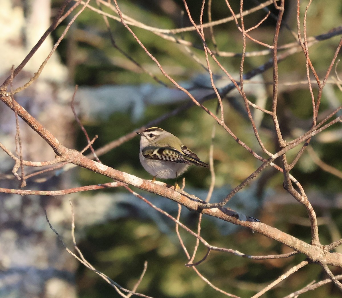 Golden-crowned Kinglet - ML646470260