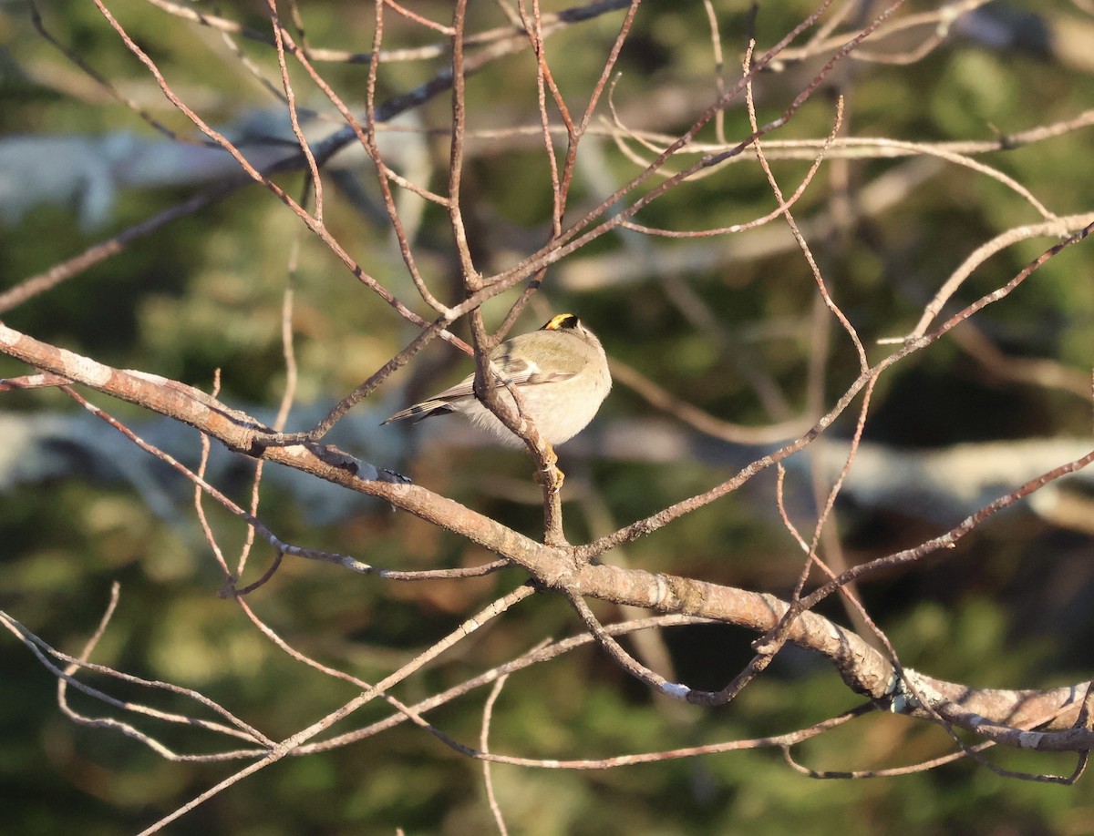 Golden-crowned Kinglet - ML646470261