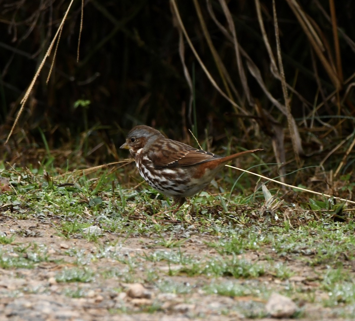 Fox Sparrow (Red) - ML646470271