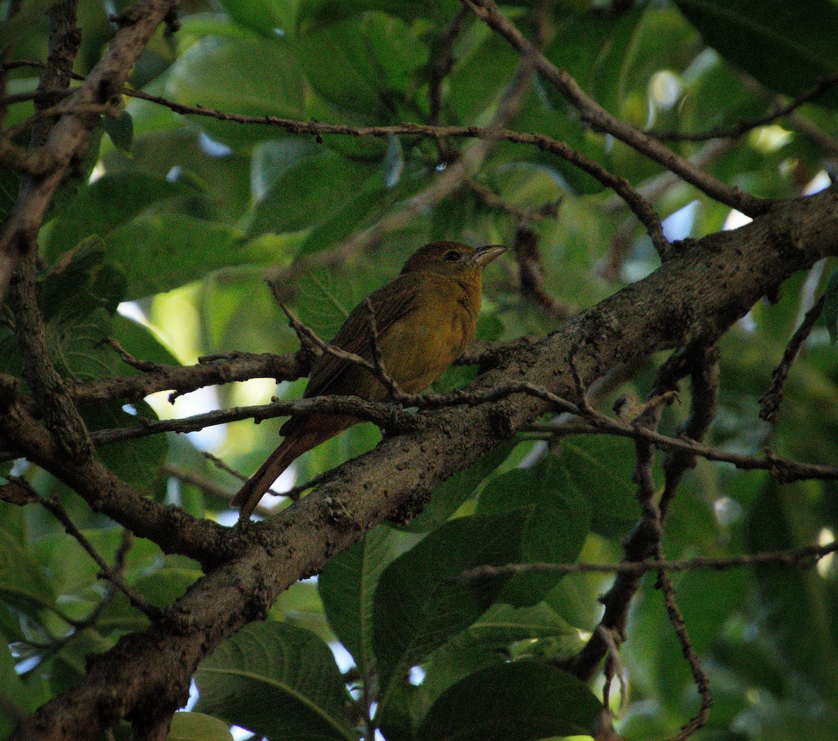 Summer Tanager - ML646470276
