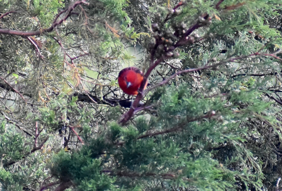 Blutkardinal - ML646470277