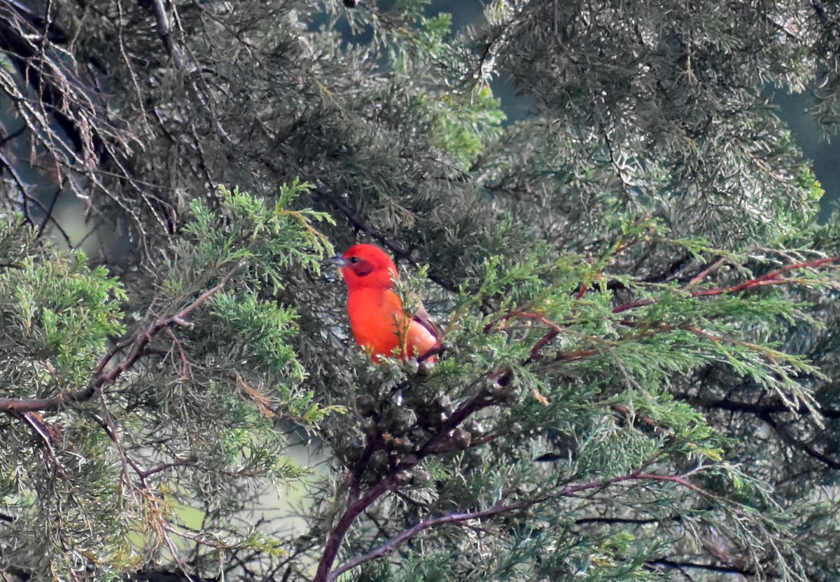 Blutkardinal - ML646470278