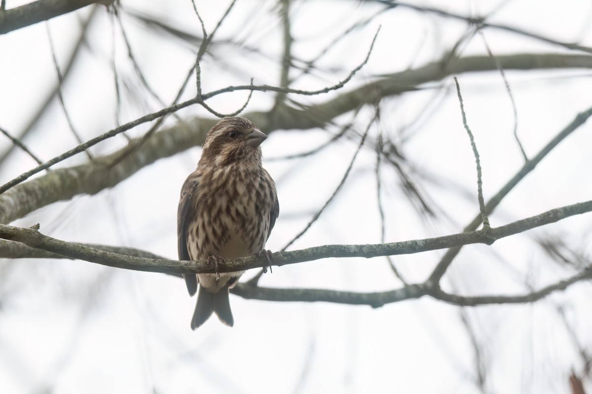 purpurfink - ML646470283