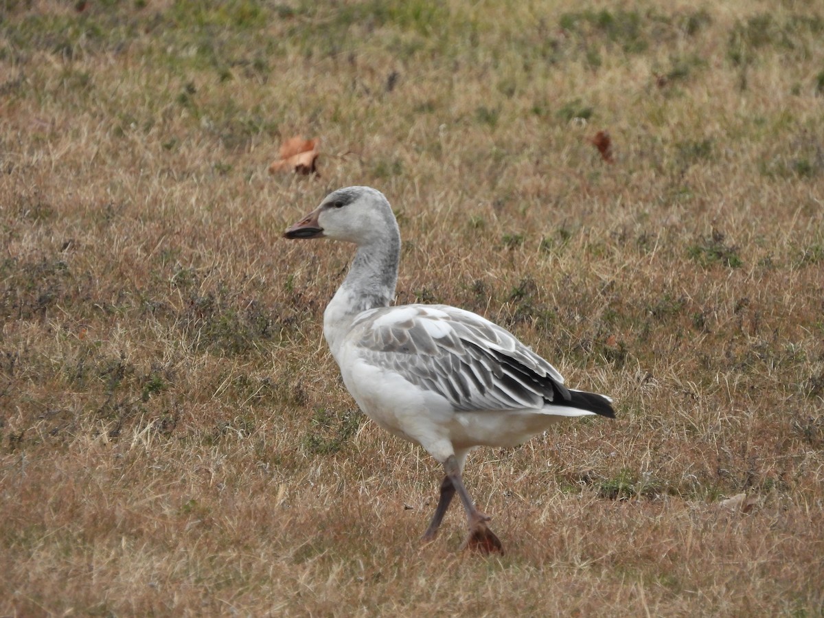 Snow Goose - ML646470284