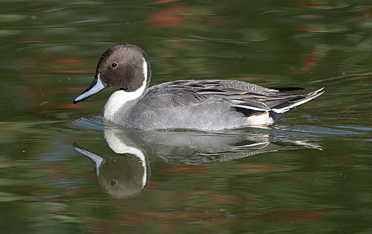Northern Pintail - ML646470285