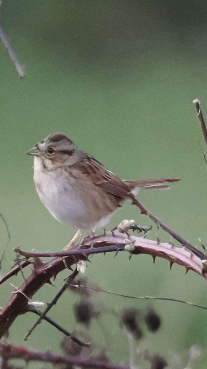 Swamp Sparrow - ML646470287