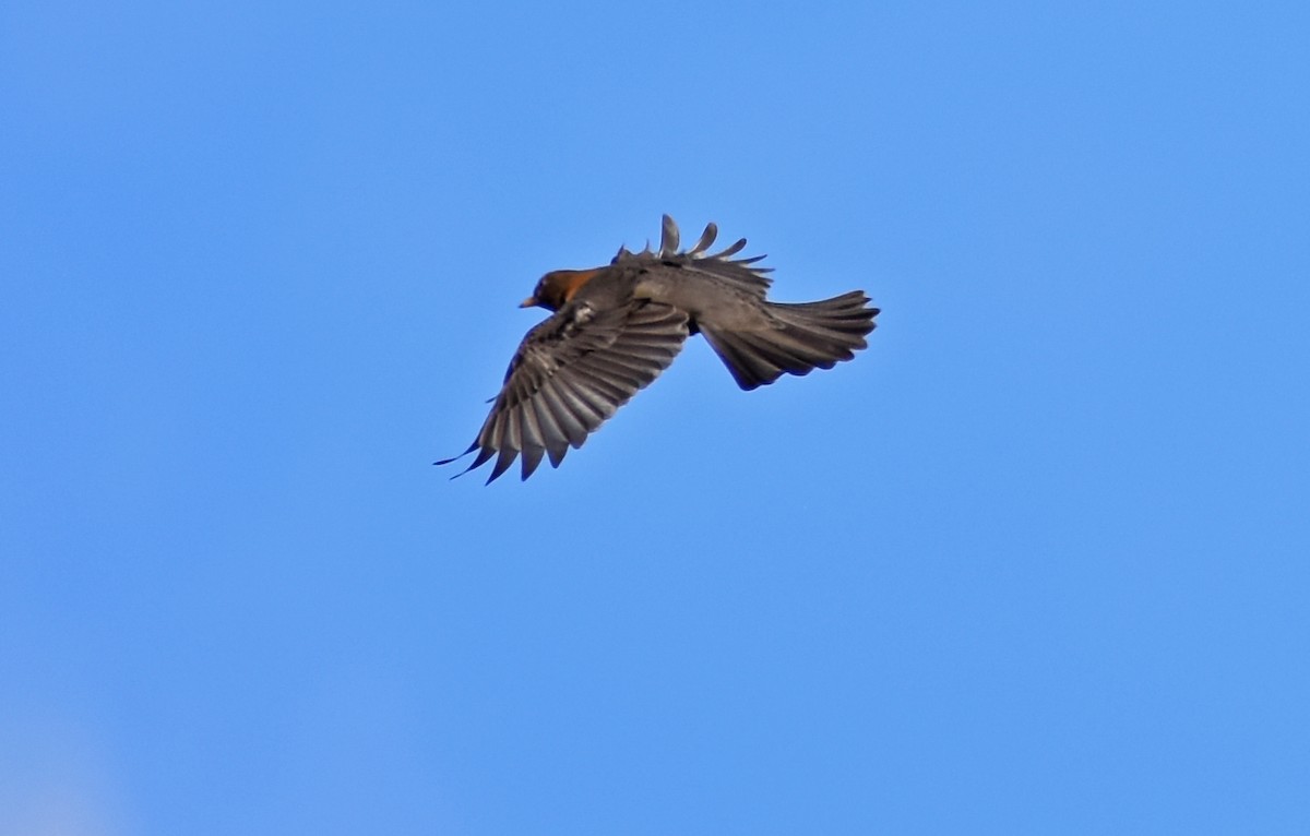 Rotnackendrossel - ML646470304