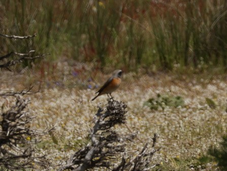 Gartenrotschwanz - ML646470305