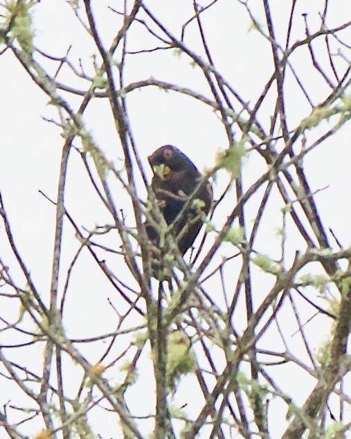 Bronze-winged Parrot - ML646470307