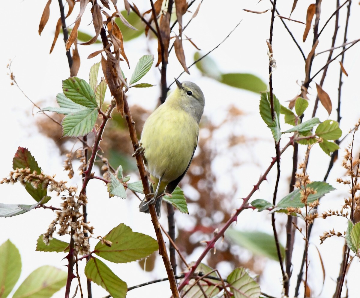Orange-crowned Warbler - ML646470308