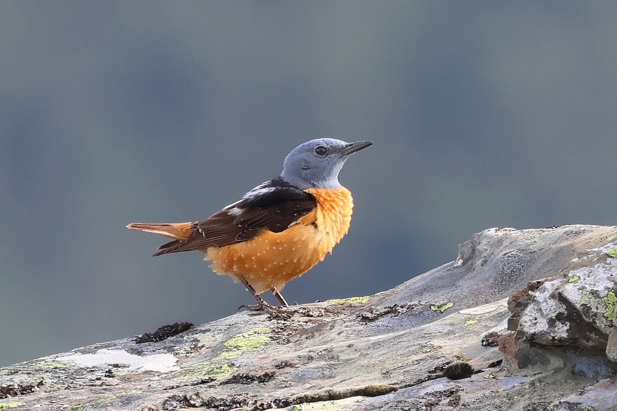 Хадны жижир - ML646470309