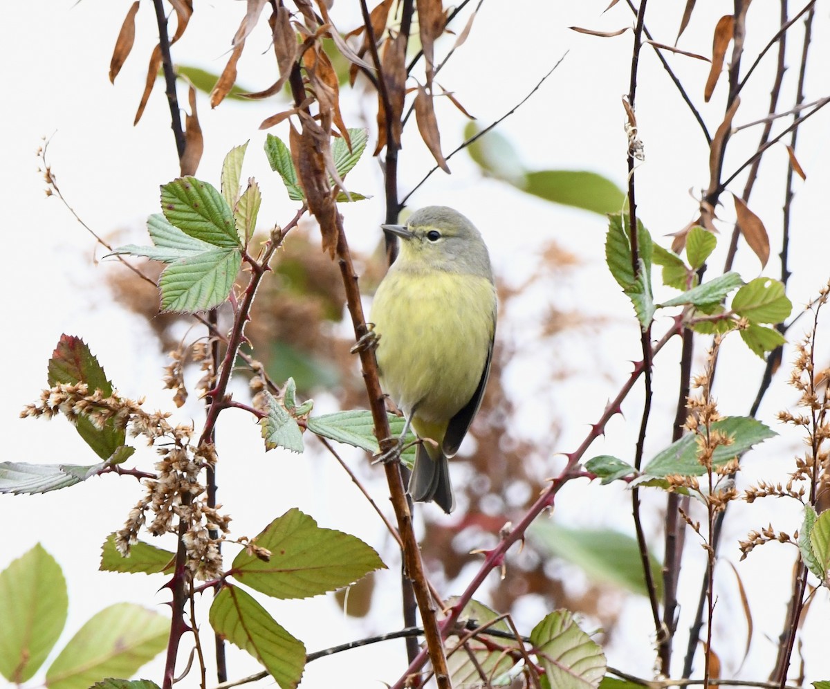 Orange-crowned Warbler - ML646470312