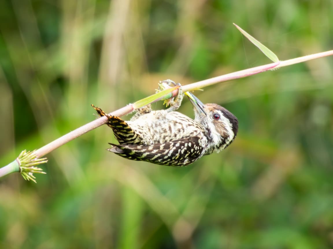 Striped Woodpecker - ML646470317