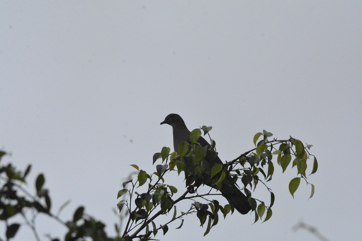 Scaled Pigeon - ML646470319
