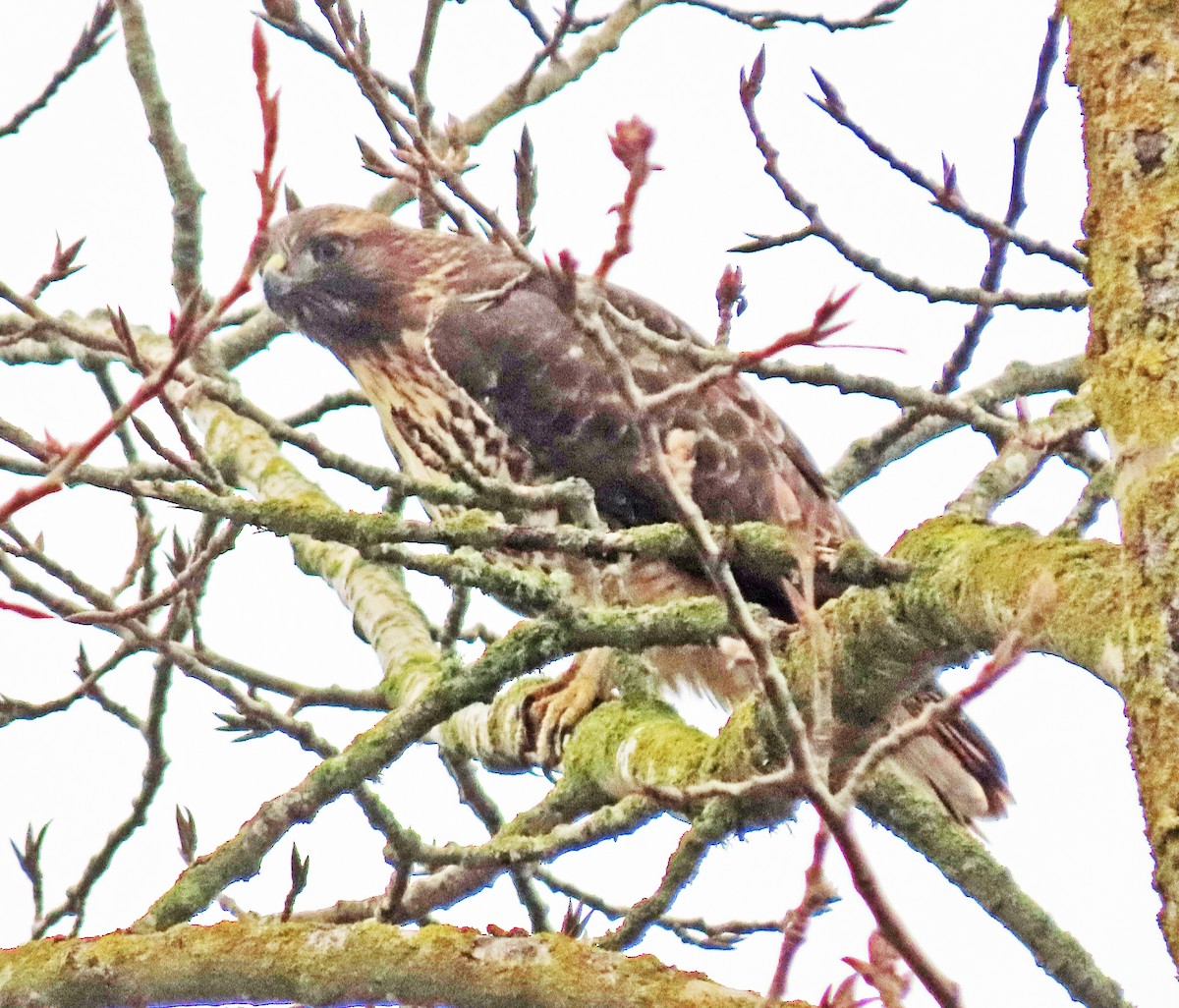 Buse à queue rousse - ML646470322