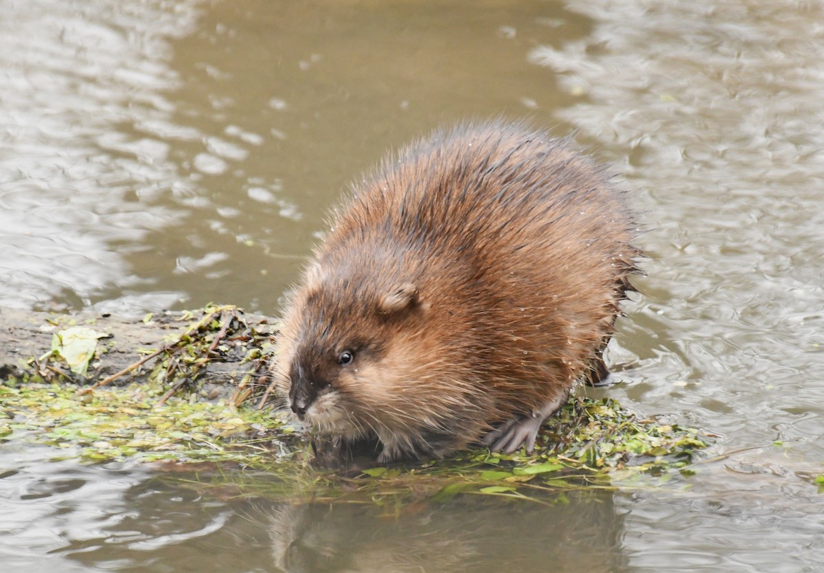 Mamíferos - ML646470323