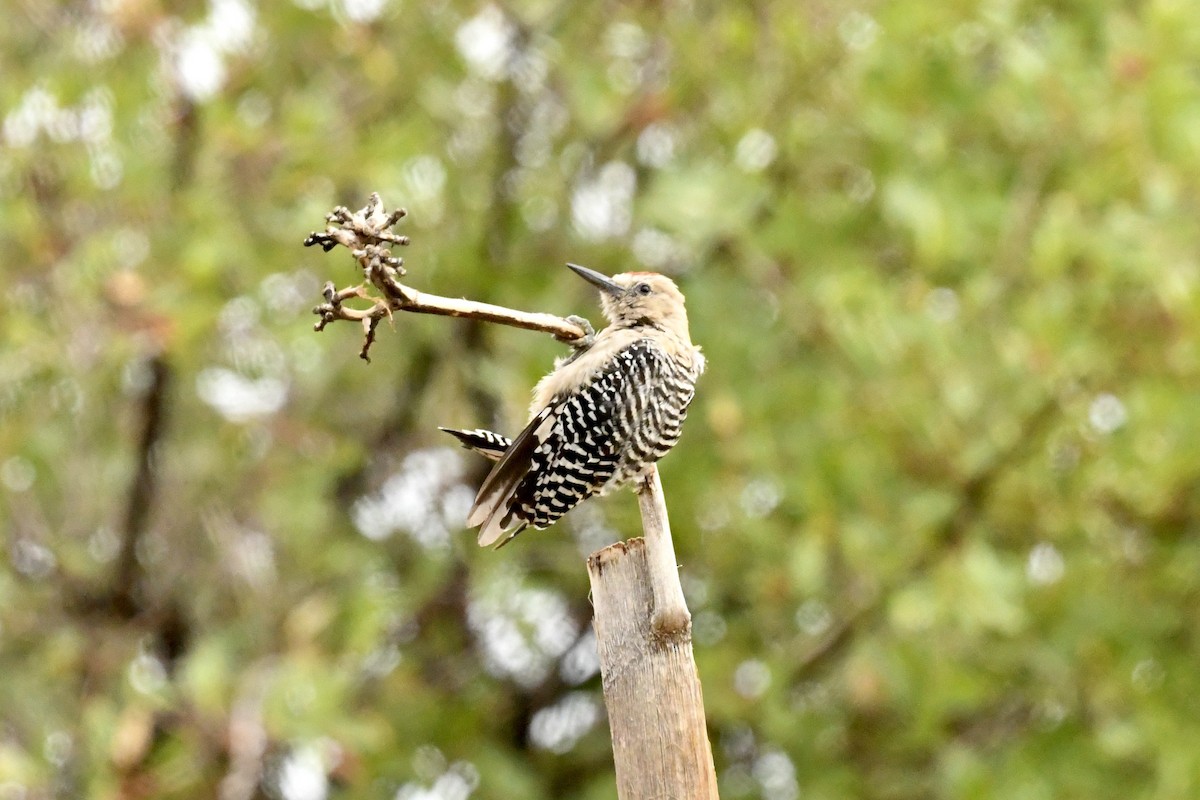 Gila Woodpecker - ML646470324