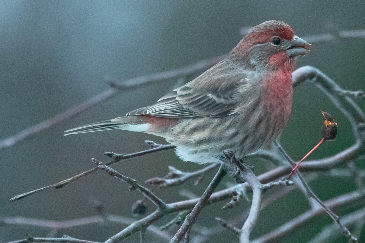 House Finch - ML646470325