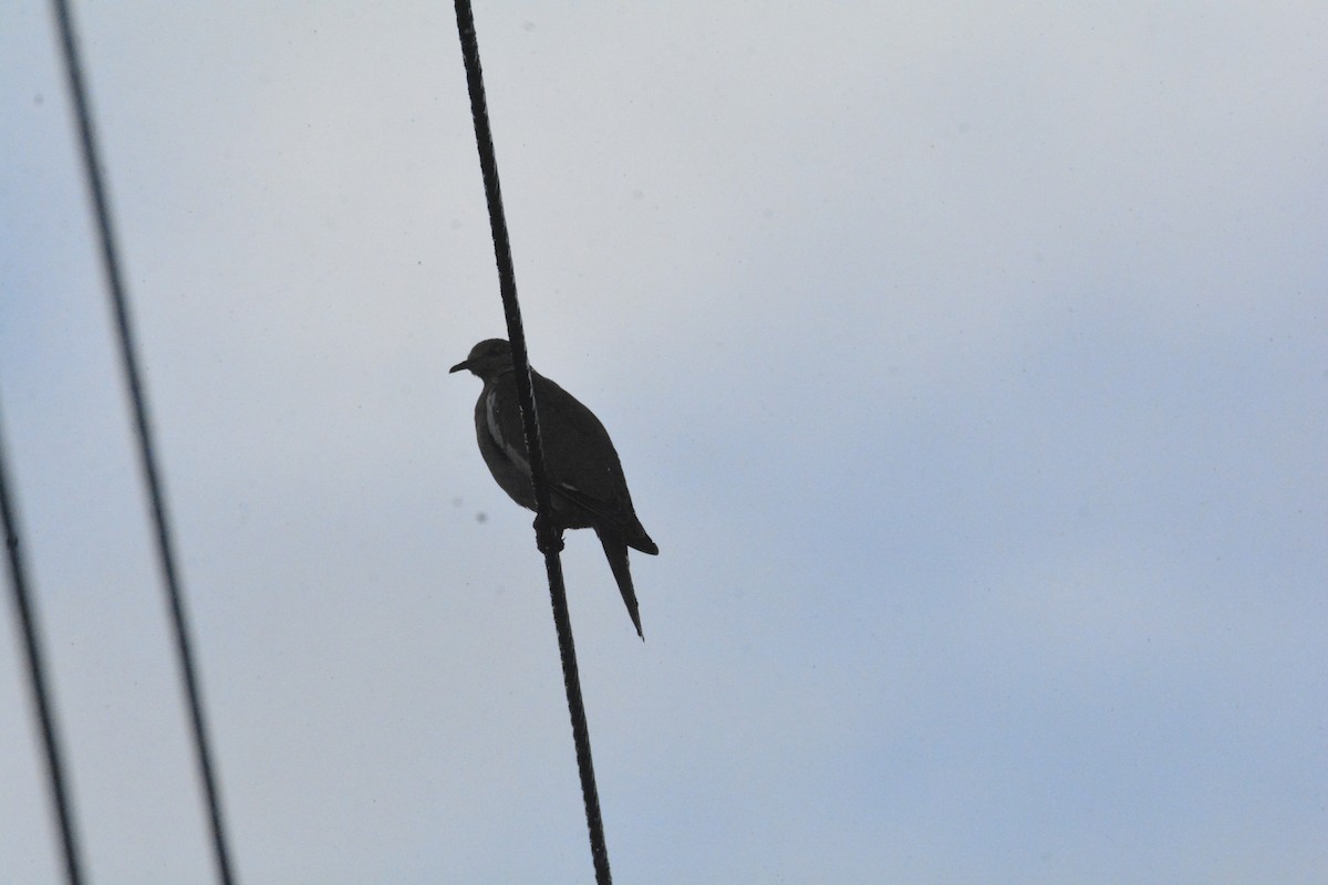 White-winged Dove - ML646470326