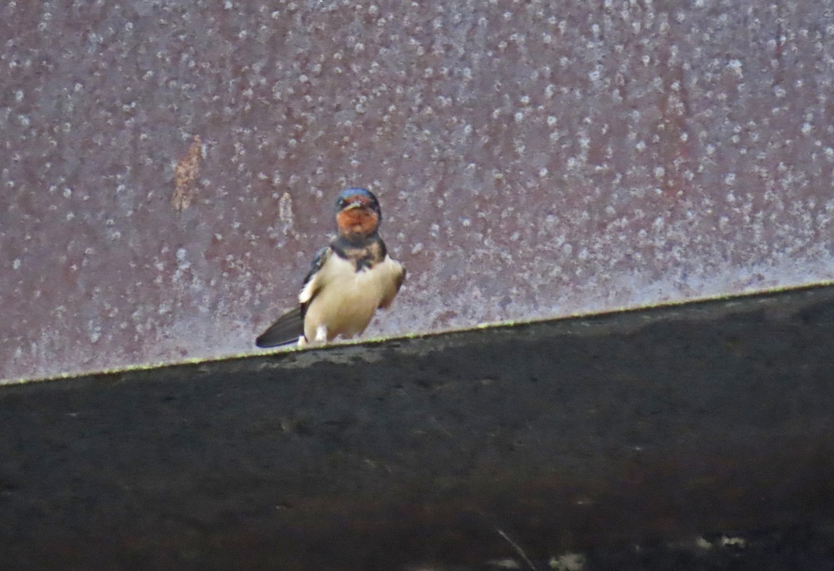 Barn Swallow - ML646470330