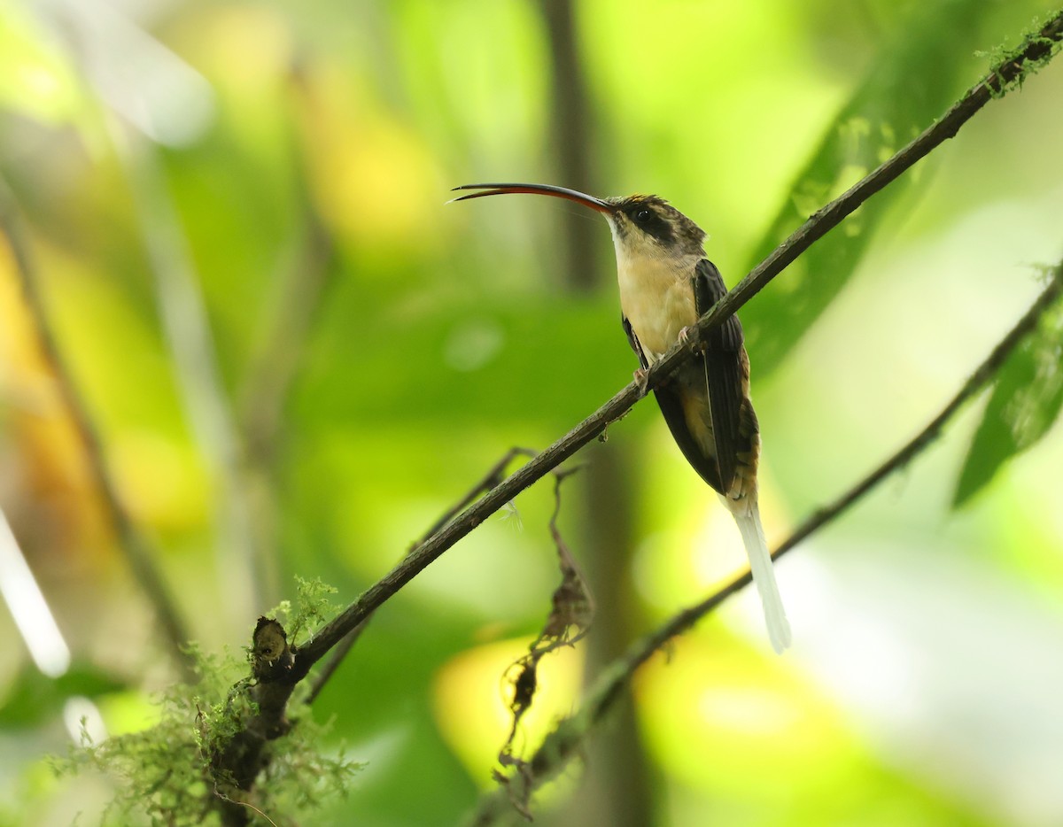 Orangebauch-Schattenkolibri - ML646470334
