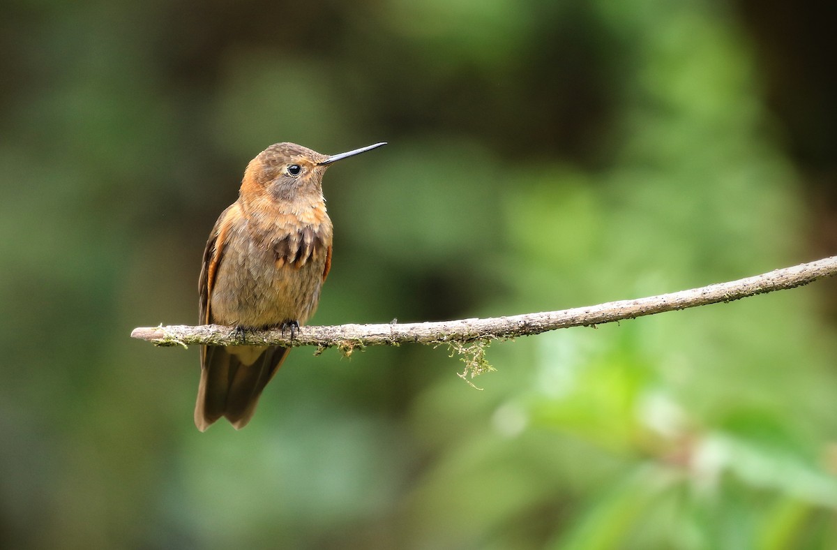 Shining Sunbeam - ML646470336