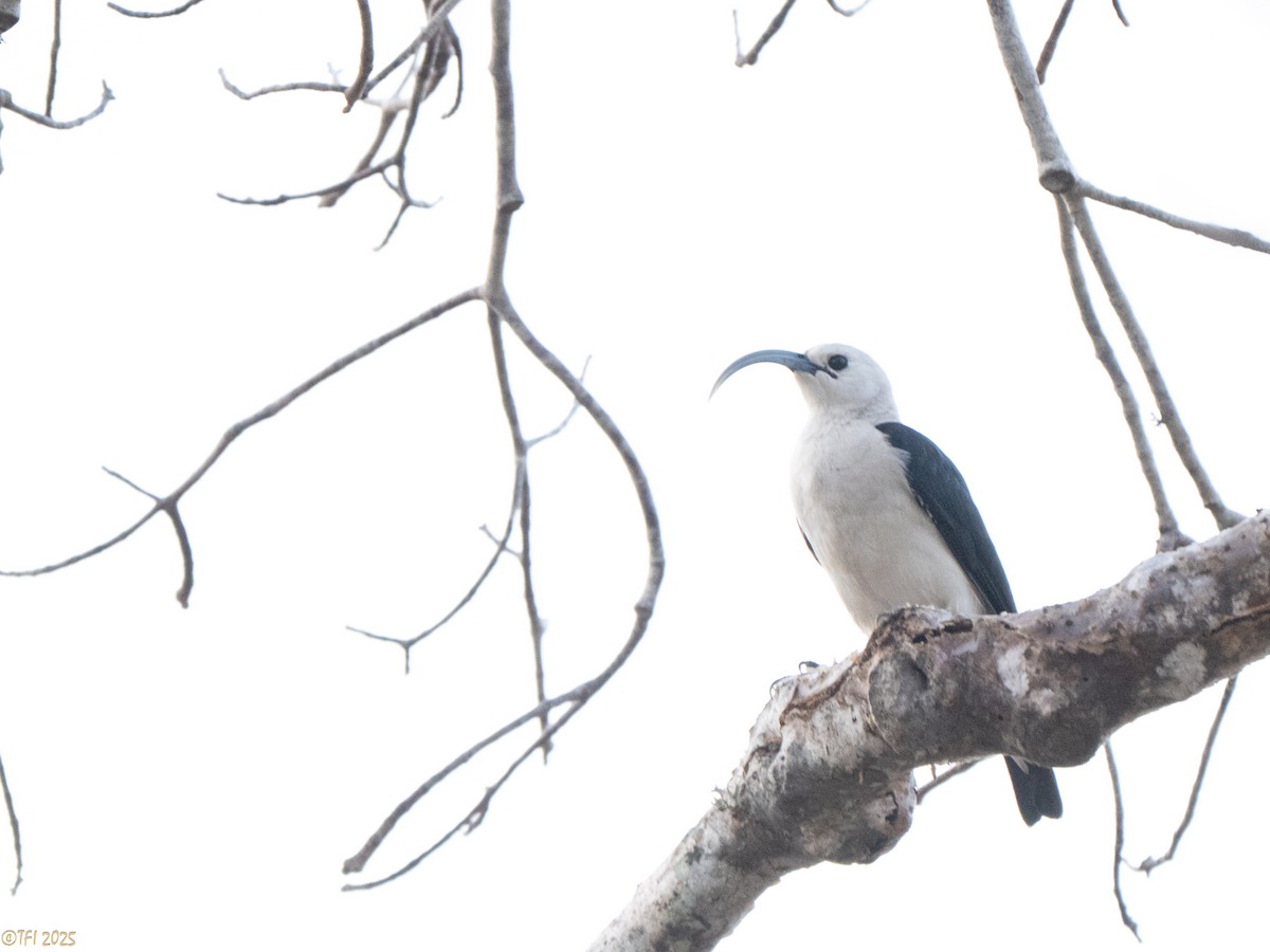 Sickle-billed Vanga - ML646470338