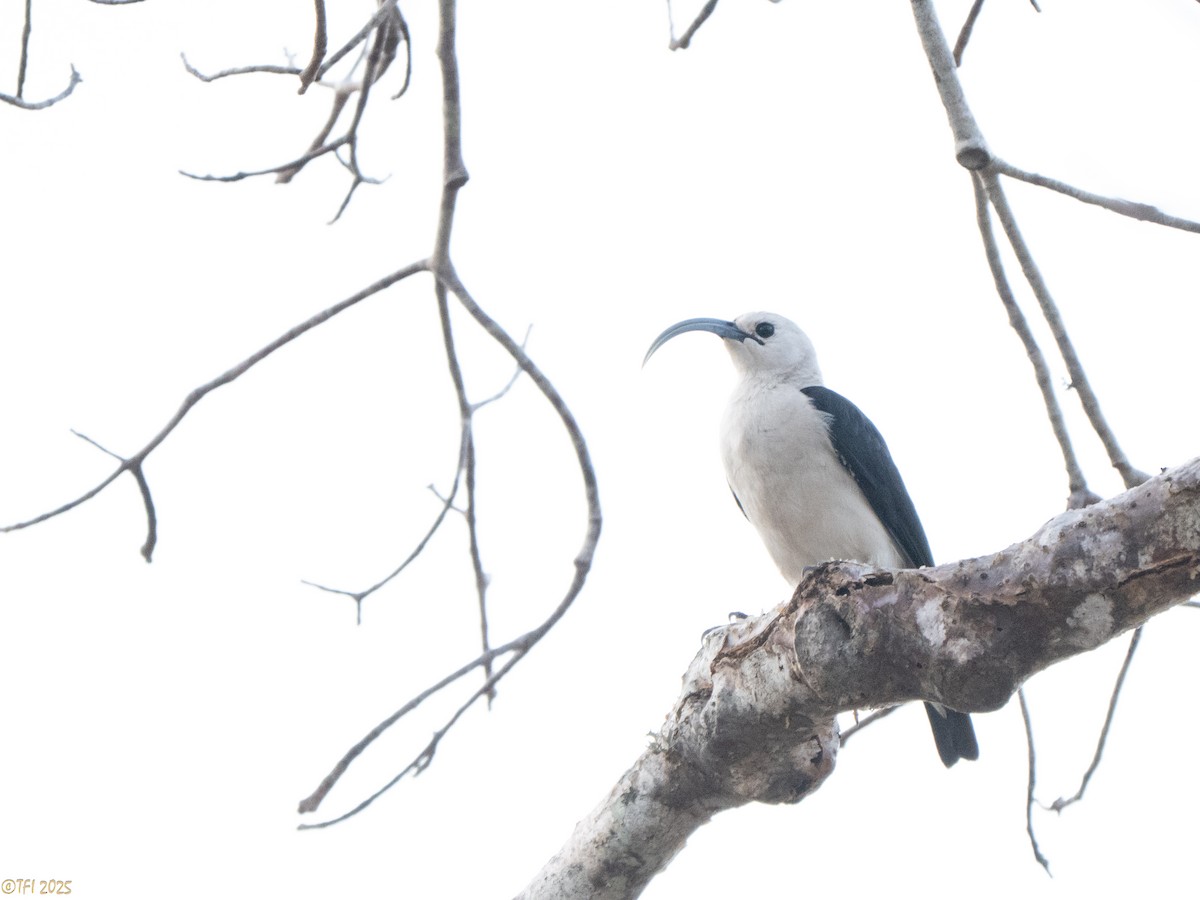 Sickle-billed Vanga - ML646470339