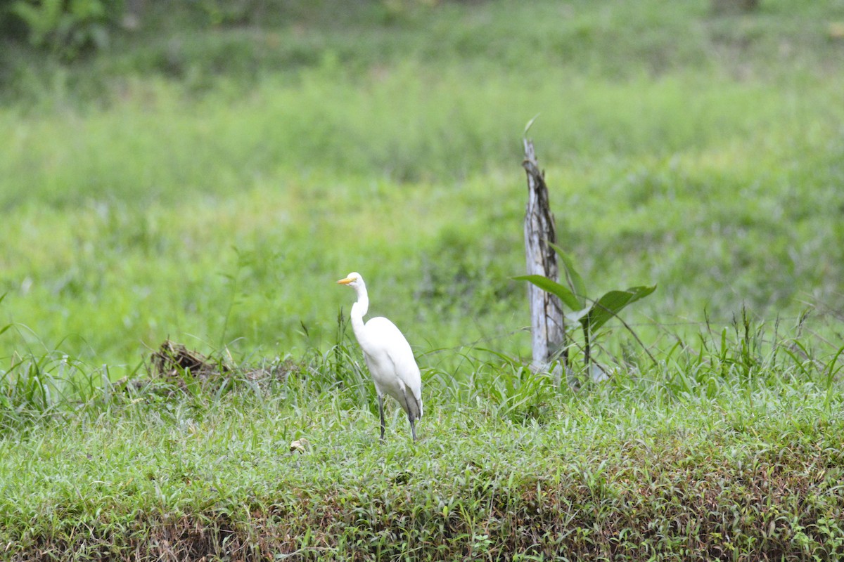 Great Egret - ML646470340