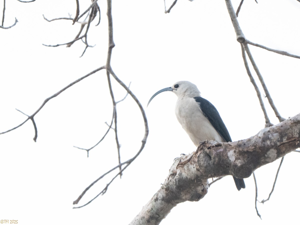 Sickle-billed Vanga - ML646470341