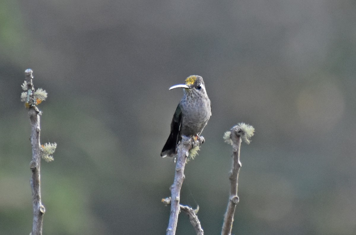 Violettkron-Brillantkolibri - ML646470342