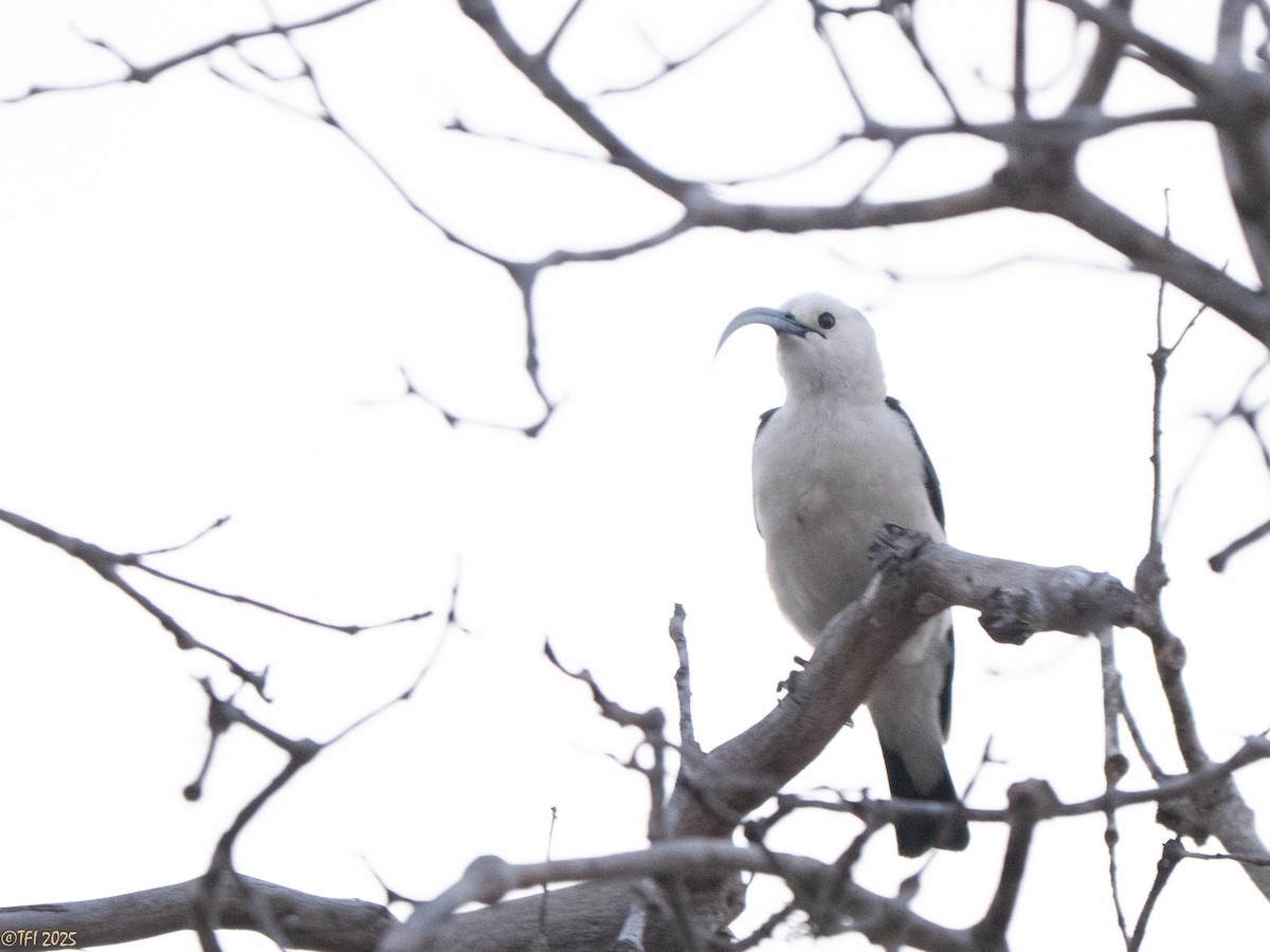 Sickle-billed Vanga - ML646470343
