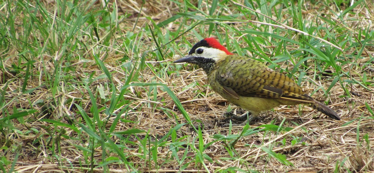 ヒメシマオゲラ - ML646470344