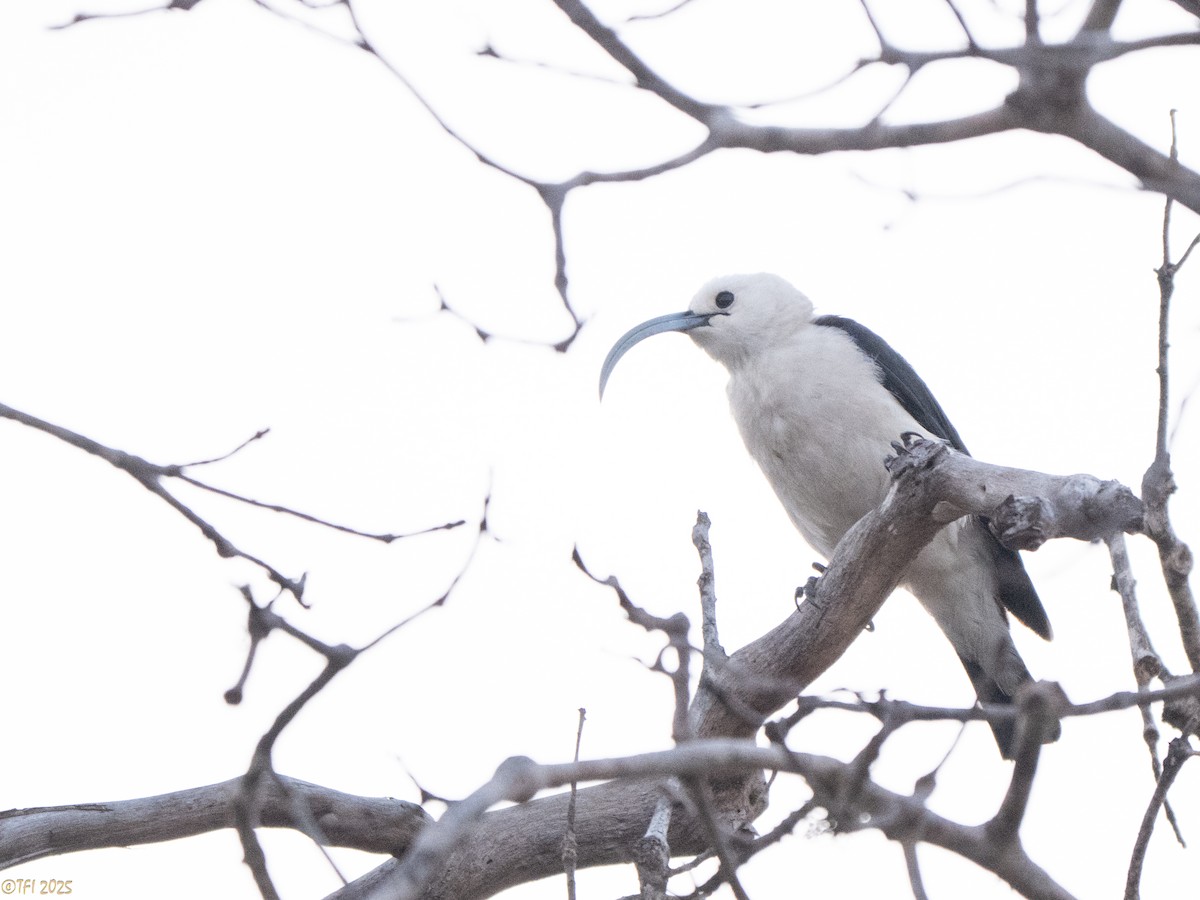 Sickle-billed Vanga - ML646470345