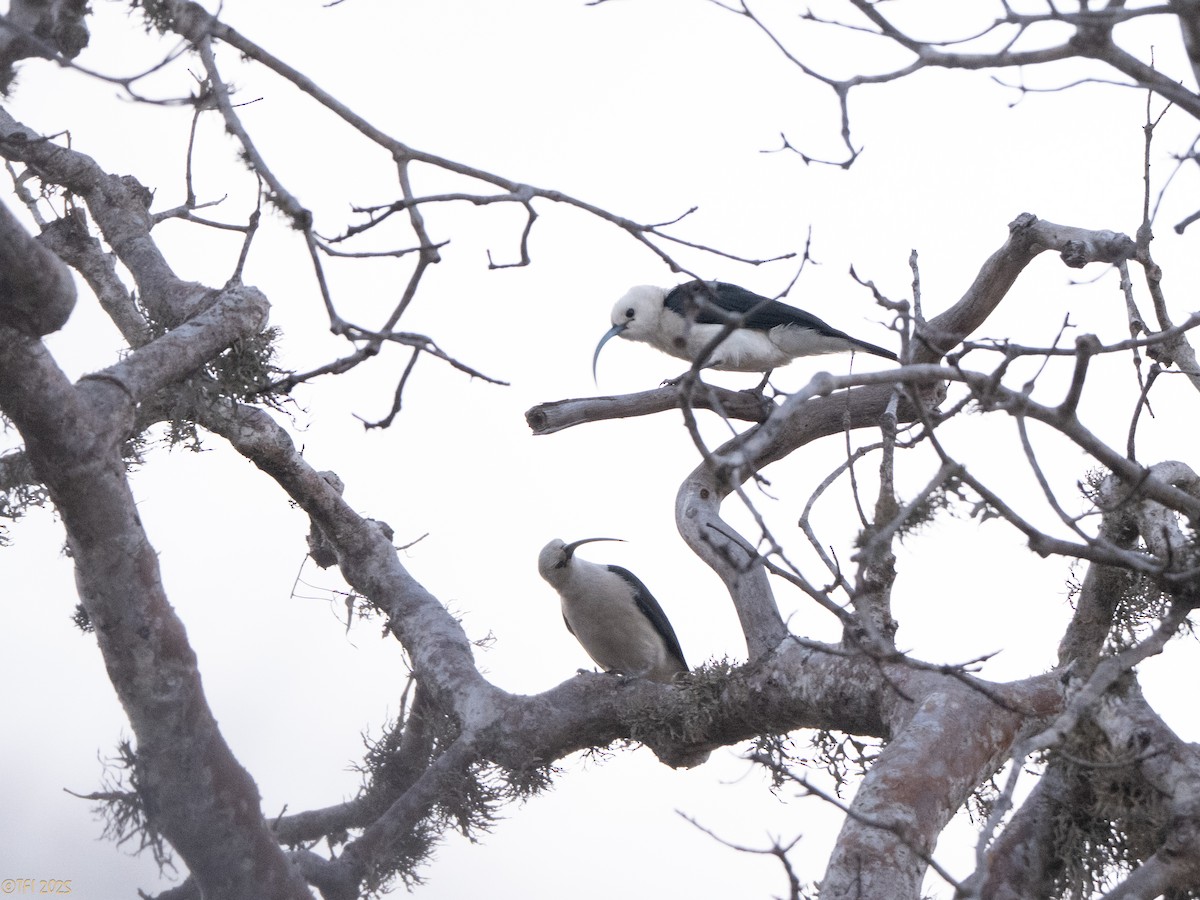 Sickle-billed Vanga - ML646470350