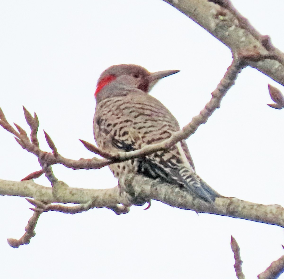 Pic flamboyant - ML646470351