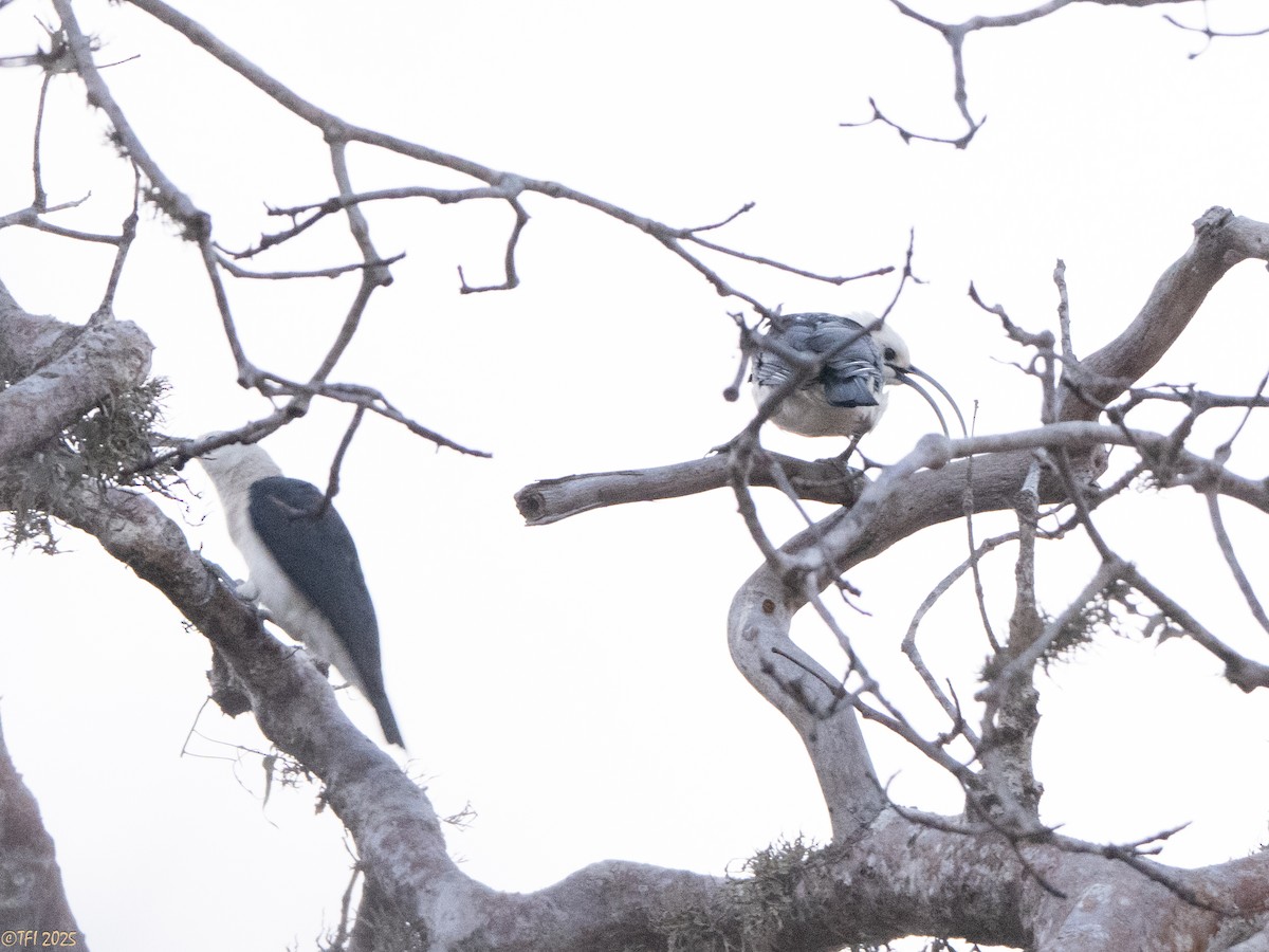 Sickle-billed Vanga - ML646470352