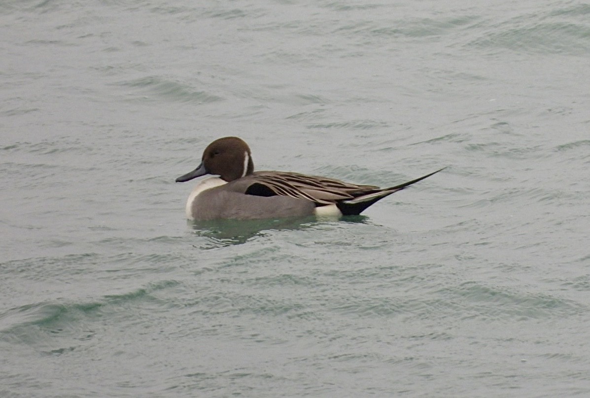 Northern Pintail - ML646470353